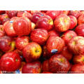 2021 Source factory supply Chinese Apples Newest Crop Fresh Red Gala Apple